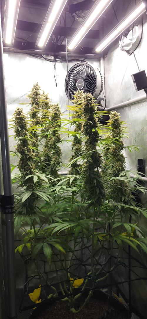 00seeds Gelato Mint - Couple of Plants. Week 13