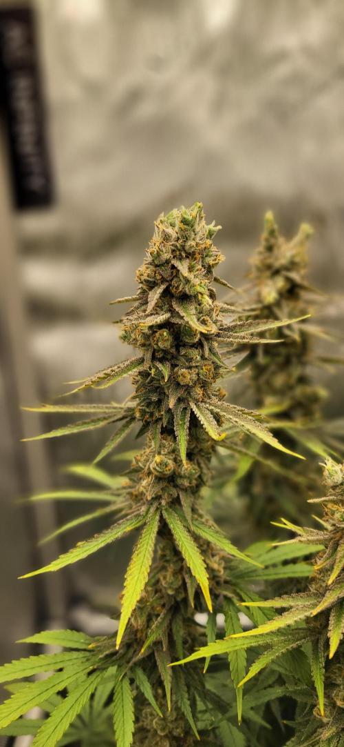 00seeds Gelato Mint - Couple of Plants. Week 13
