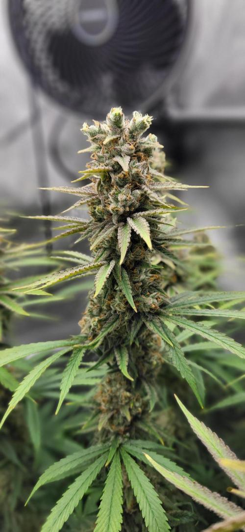 00seeds Gelato Mint - Couple of Plants. Week 13