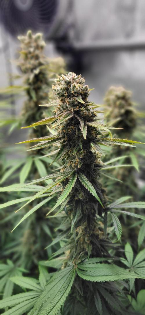 00seeds Gelato Mint - Couple of Plants. Week 13