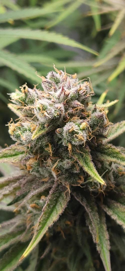 00seeds Gelato Mint - Couple of Plants. Week 13