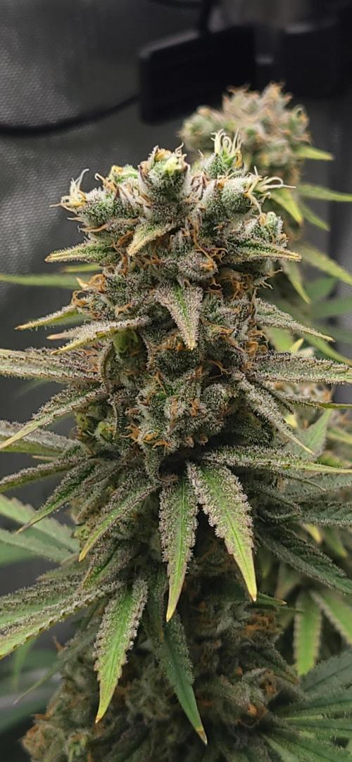 00seeds Gelato Mint - Couple of Plants. Week 13