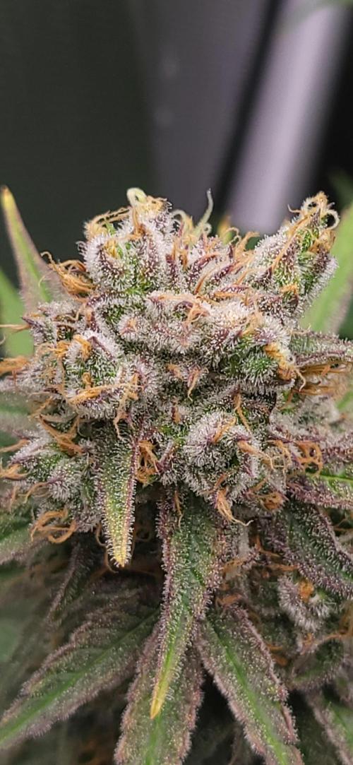 00seeds Gelato Mint - Couple of Plants. Week 13