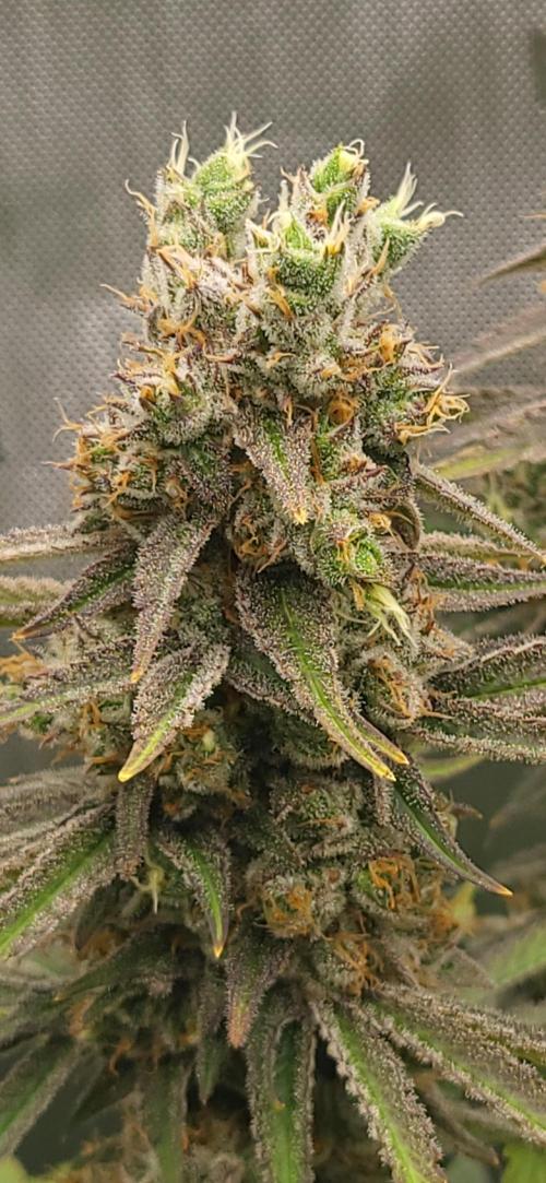 00seeds Gelato Mint - Couple of Plants. Week 13