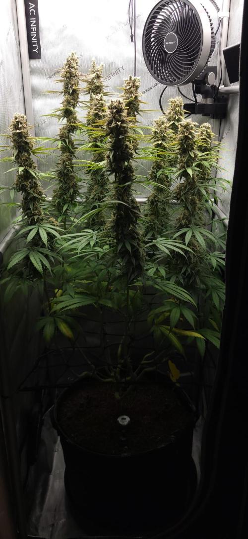 00seeds Gelato Mint - Couple of Plants. Week 14