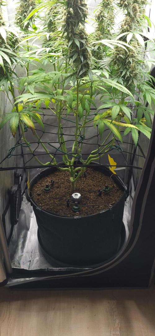 Gelato Mint. Week 14