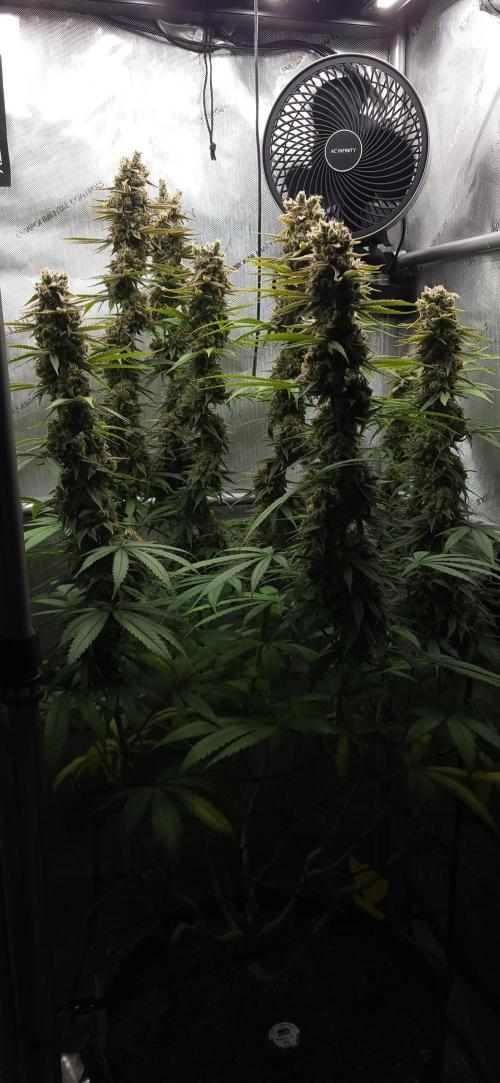 00seeds Gelato Mint - Couple of Plants. Week 14