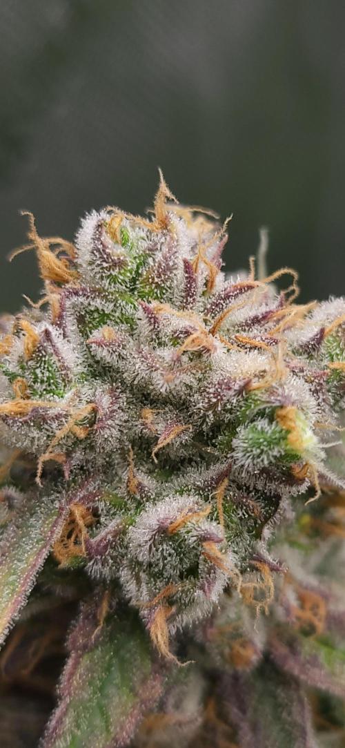 00seeds Gelato Mint - Couple of Plants. Week 14