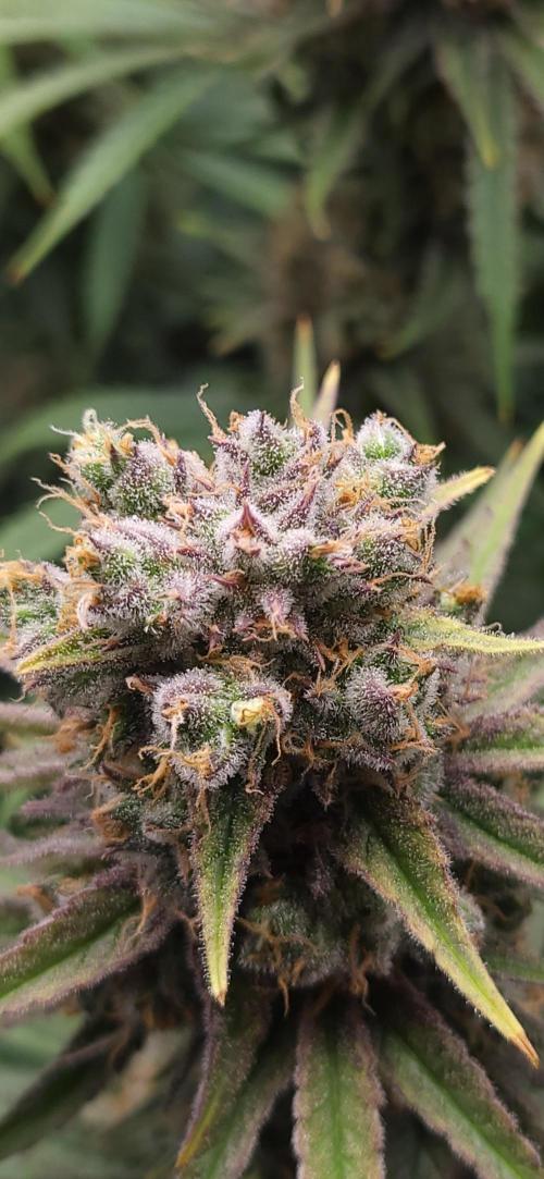 00seeds Gelato Mint - Couple of Plants. Week 14