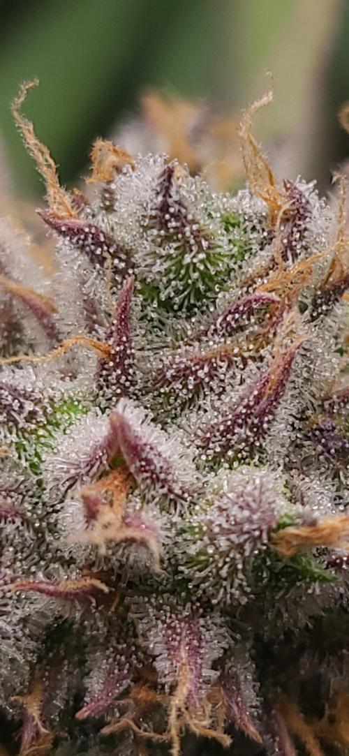 00seeds Gelato Mint - Couple of Plants. Week 14