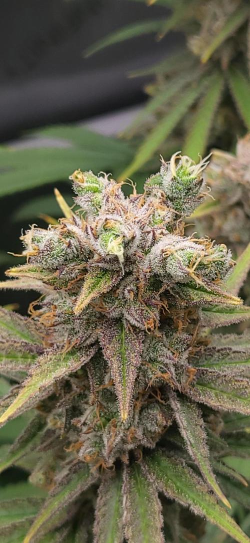 00seeds Gelato Mint - Couple of Plants. Week 14