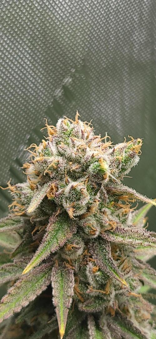 00seeds Gelato Mint - Couple of Plants. Week 14