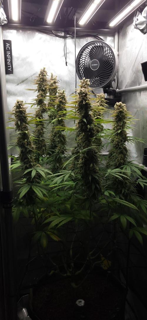00seeds Gelato Mint - Couple of Plants. Week 14