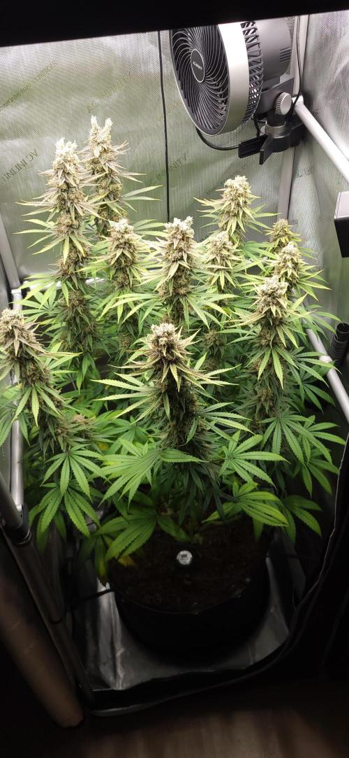 00seeds Gelato Mint - Couple of Plants. Week 14