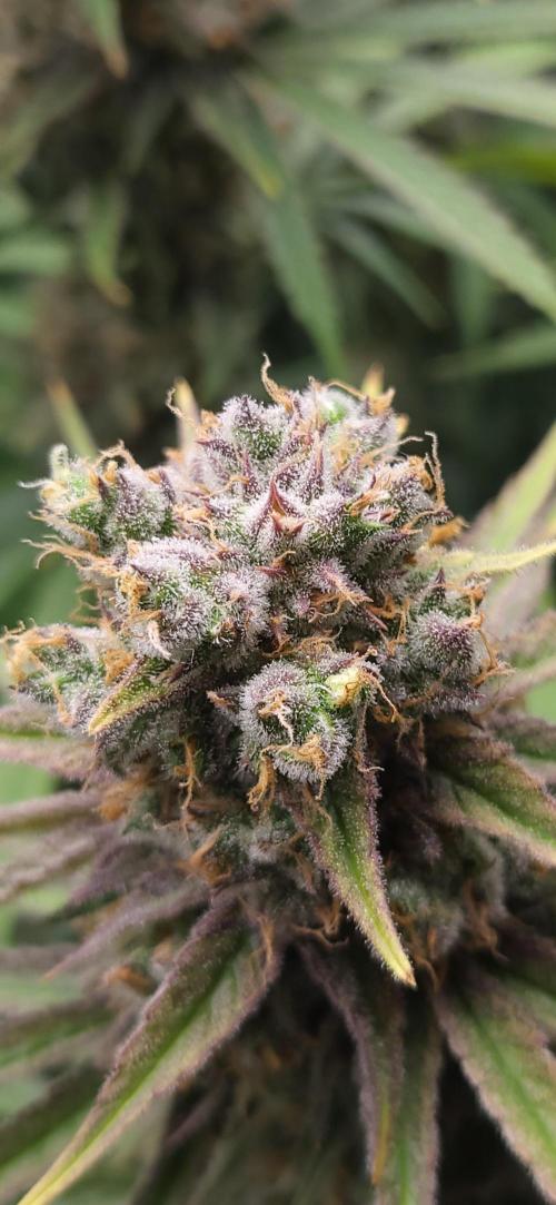 00seeds Gelato Mint - Couple of Plants. Week 14