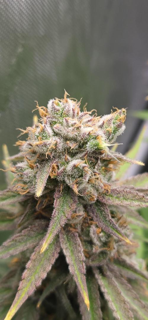 00seeds Gelato Mint - Couple of Plants. Week 14