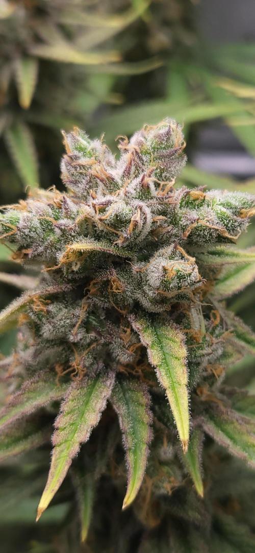 00seeds Gelato Mint - Couple of Plants. Week 14