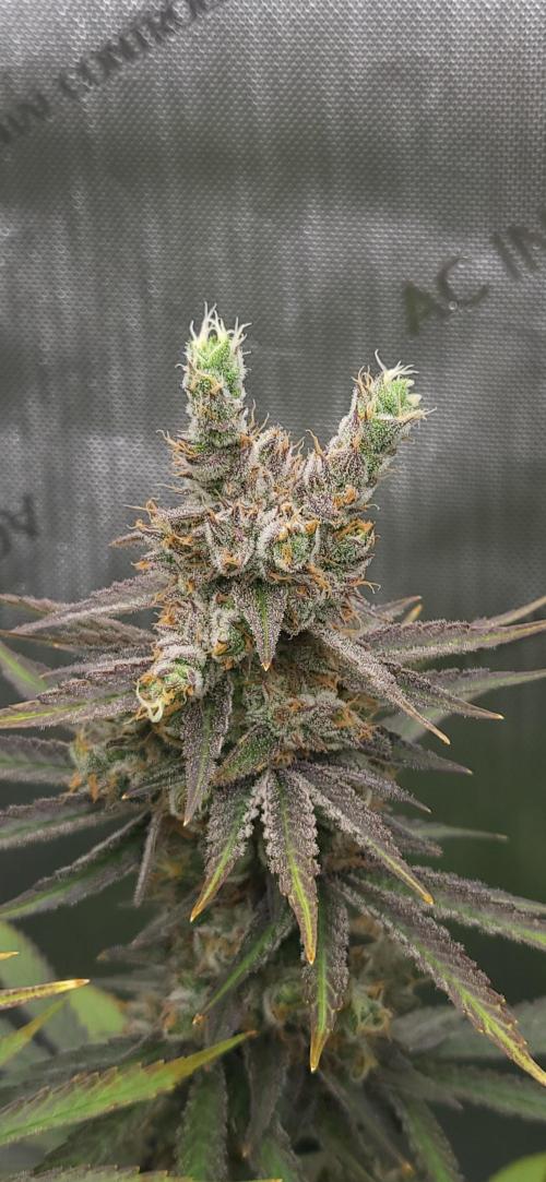 00seeds Gelato Mint - Couple of Plants. Week 14