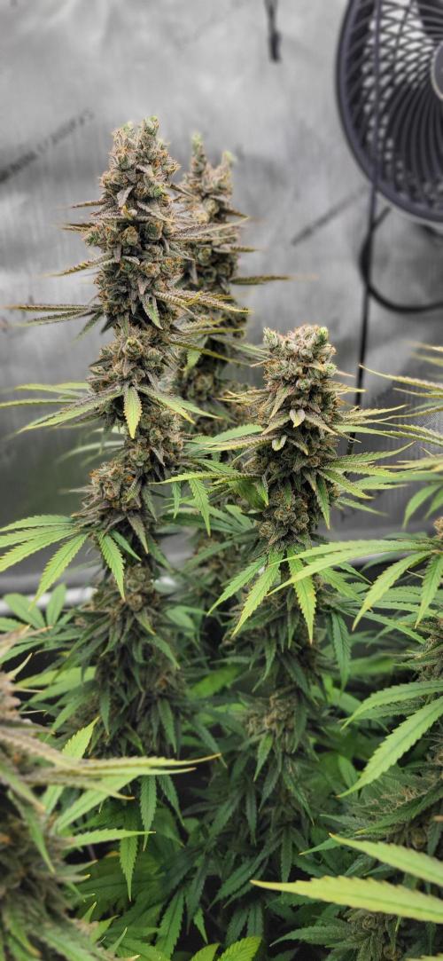 00seeds Gelato Mint - Couple of Plants. Week 14
