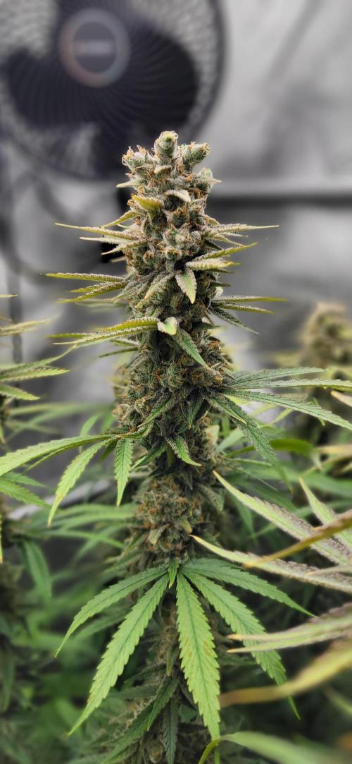 00seeds Gelato Mint - Couple of Plants. Week 14