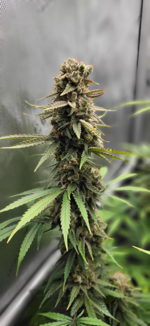 00seeds Gelato Mint - Couple of Plants. Week 14