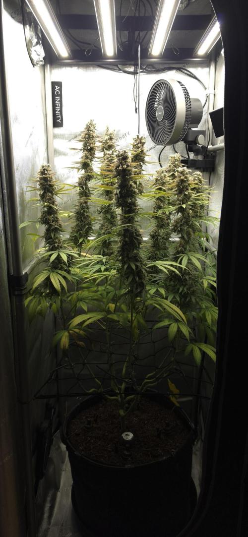 00seeds Gelato Mint - Couple of Plants. Week 14