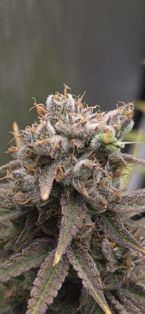 00seeds Gelato Mint - Couple of Plants. Week 14