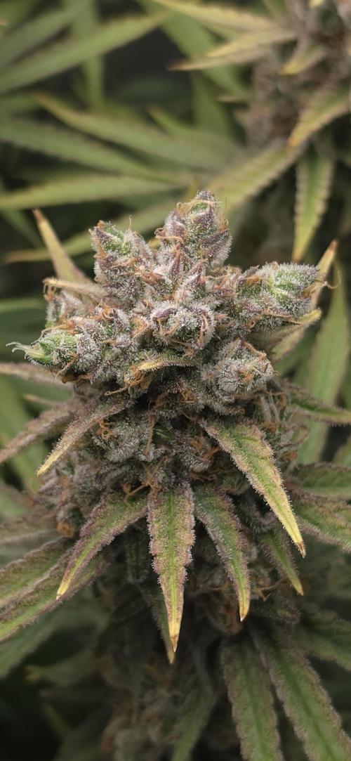 00seeds Gelato Mint - Couple of Plants. Week 14