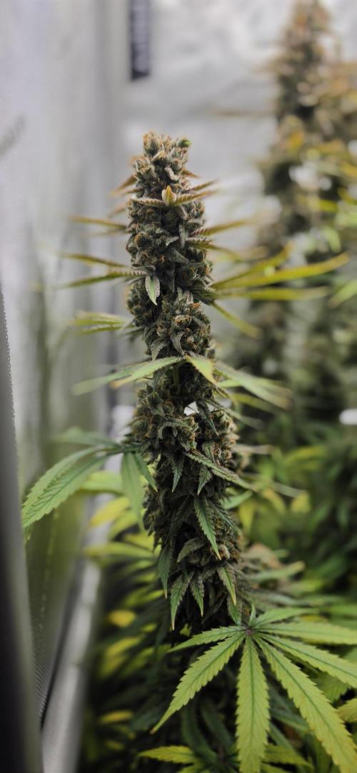 00seeds Gelato Mint - Couple of Plants. Week 14
