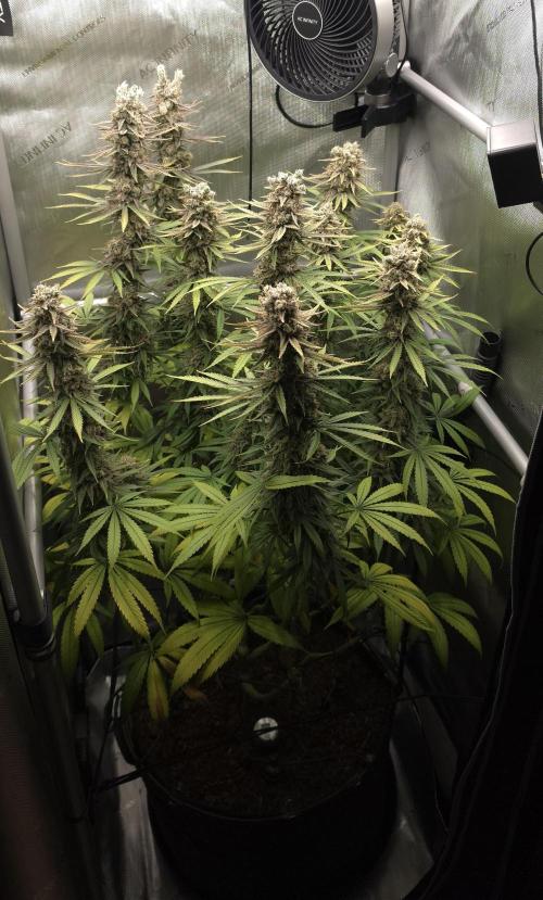 00seeds Gelato Mint - Couple of Plants. Week 15