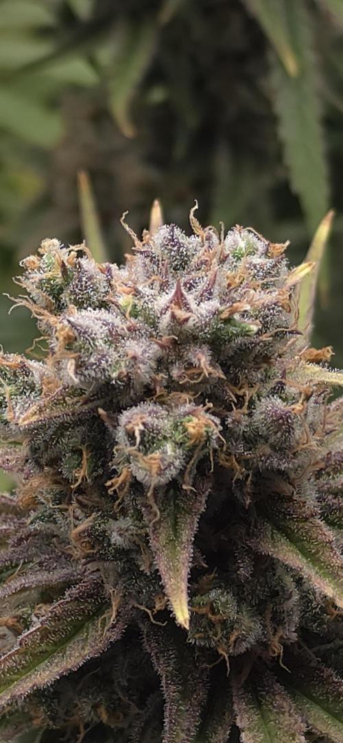 00seeds Gelato Mint - Couple of Plants. Week 15
