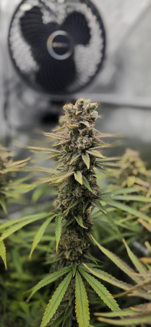 00seeds Gelato Mint - Couple of Plants. Week 15