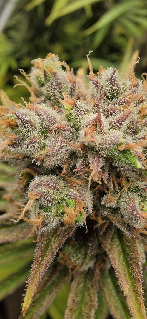 00seeds Gelato Mint - Couple of Plants. Week 15