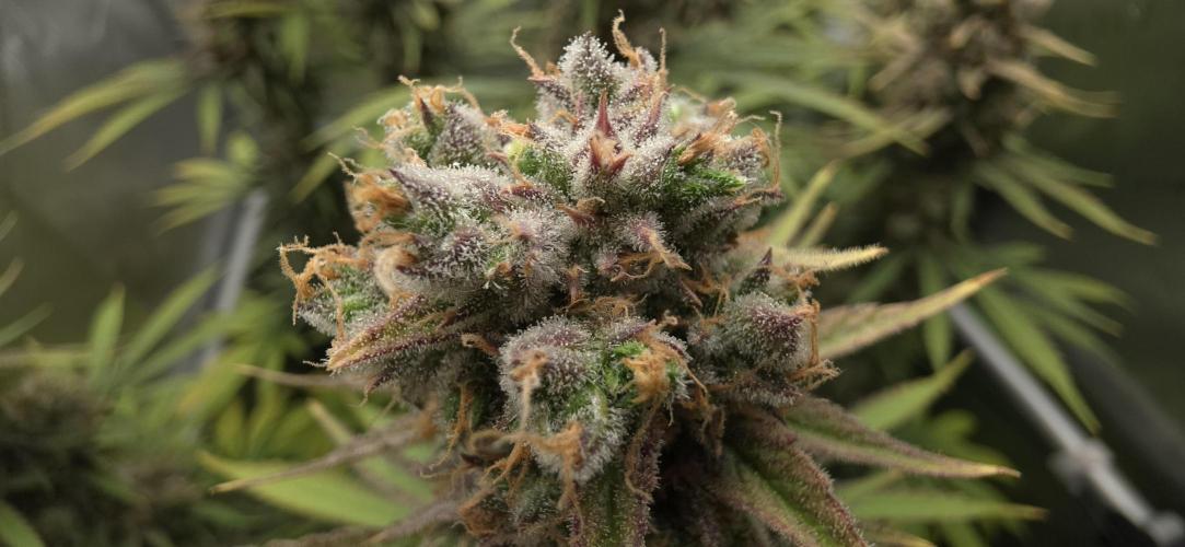 00seeds Gelato Mint - Couple of Plants. Week 15