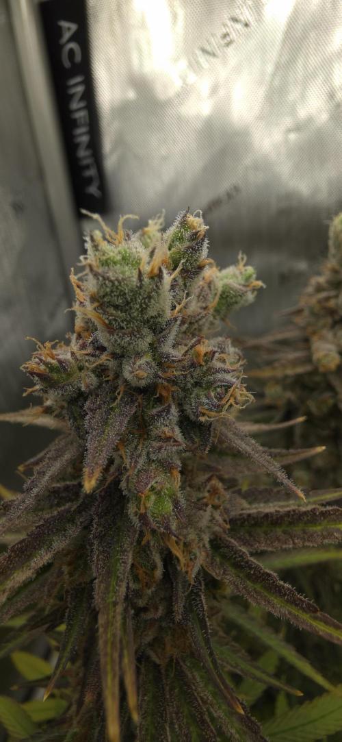 00seeds Gelato Mint - Couple of Plants. Week 15