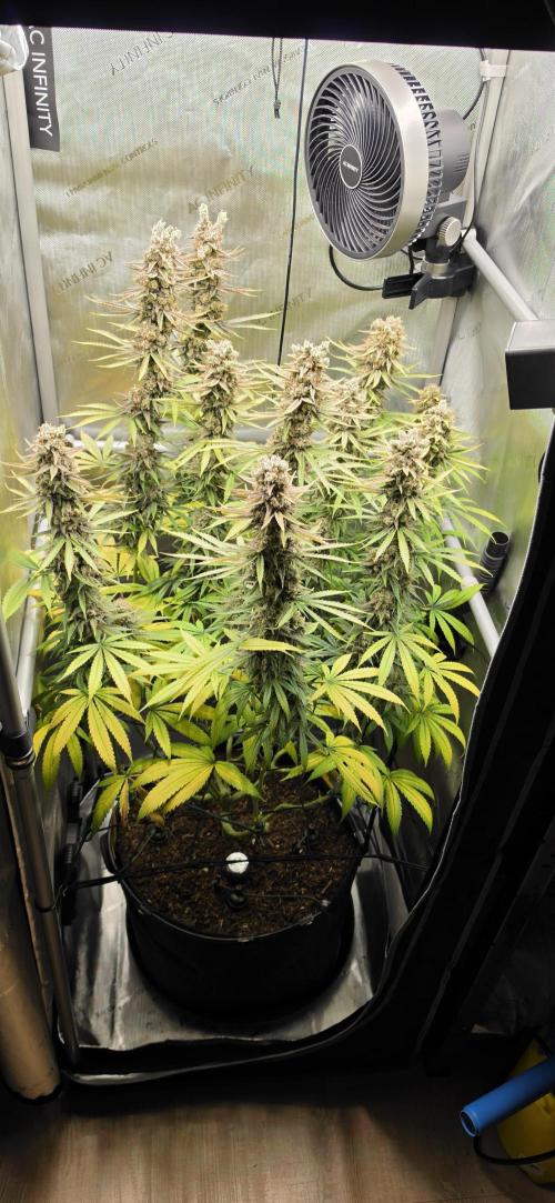 00seeds Gelato Mint - Couple of Plants. Week 15