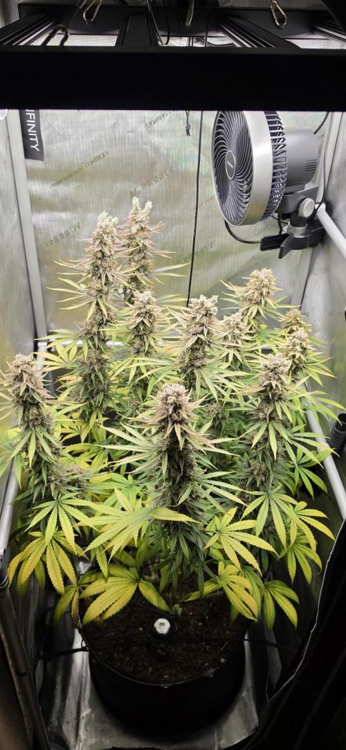 00seeds Gelato Mint - Couple of Plants. Week 15
