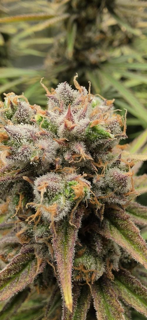 00seeds Gelato Mint - Couple of Plants. Week 15