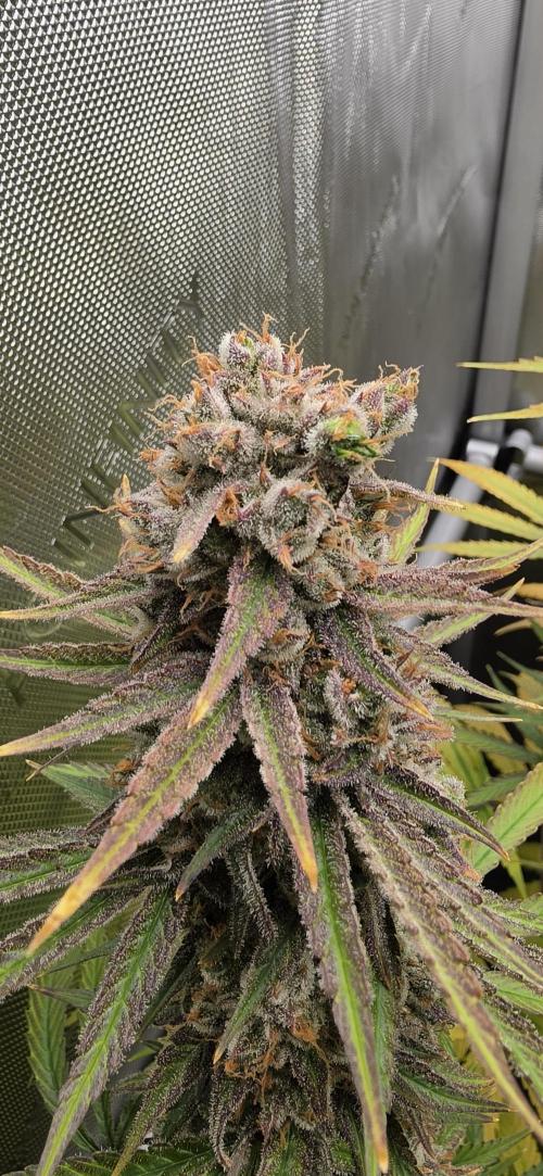 00seeds Gelato Mint - Couple of Plants. Week 15