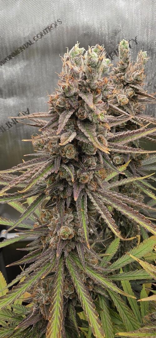 00seeds Gelato Mint - Couple of Plants. Week 15
