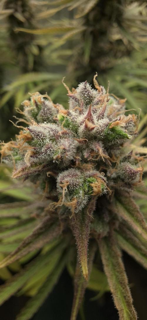 00seeds Gelato Mint - Couple of Plants. Week 15