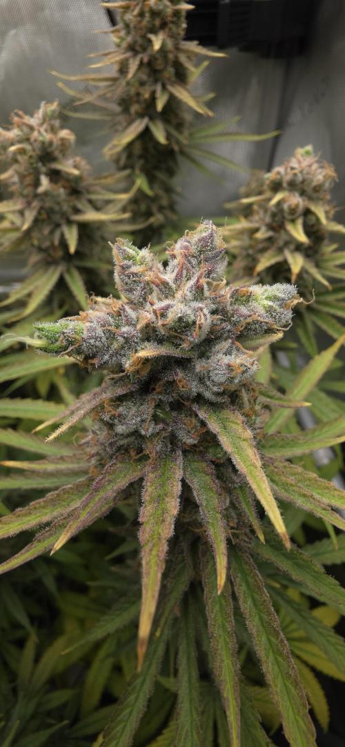 00seeds Gelato Mint - Couple of Plants. Week 15