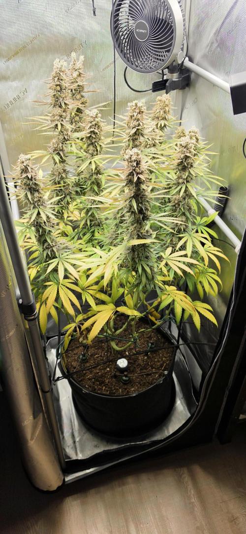 00seeds Gelato Mint - Couple of Plants. Week 15