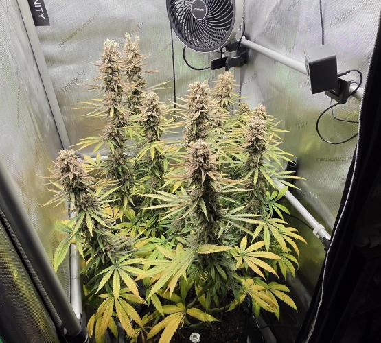 00seeds Gelato Mint - Couple of Plants. Week 15