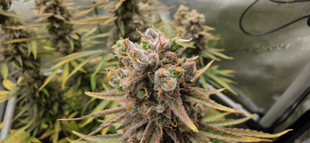 00seeds Gelato Mint - Couple of Plants. Week 15