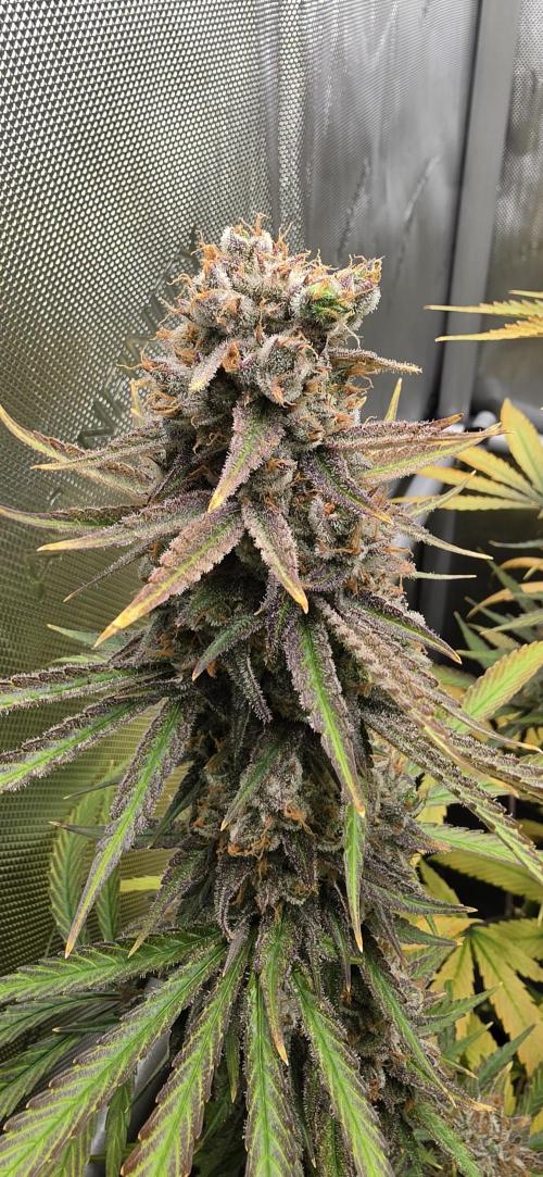 00seeds Gelato Mint - Couple of Plants. Week 15
