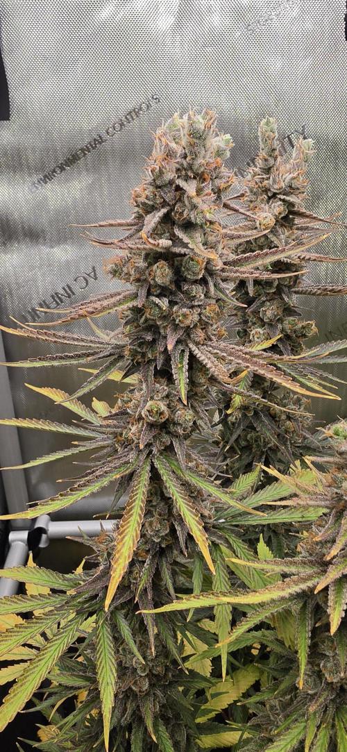 00seeds Gelato Mint - Couple of Plants. Week 15