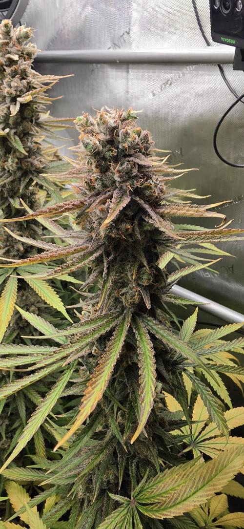 00seeds Gelato Mint - Couple of Plants. Week 15