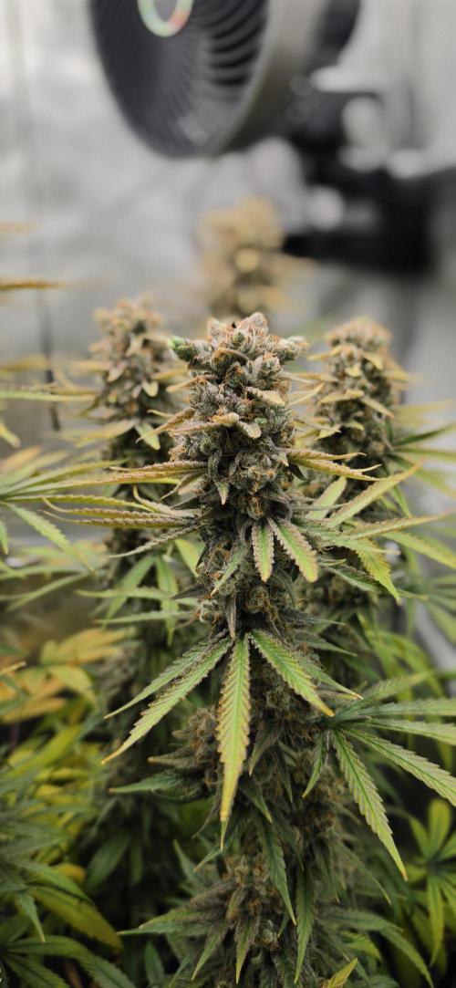 00seeds Gelato Mint - Couple of Plants. Week 15