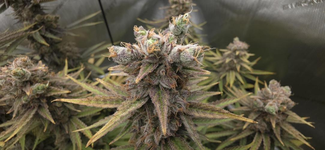 00seeds Gelato Mint - Couple of Plants. Week 15